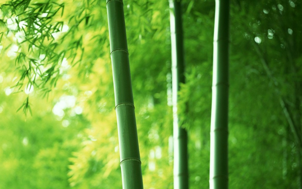 The bamboo 2025